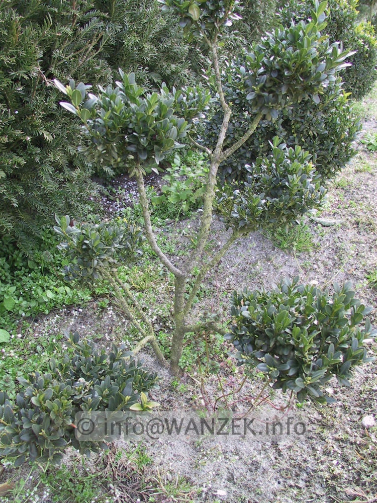 Buxus sempervirens - kleiner Bonsairohling1.JPG